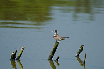 Image showing Black Tern