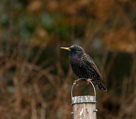 Image showing Common Starling 