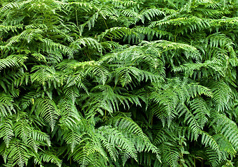 Image showing Fern texture background 1