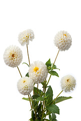 Image showing White dahlias
