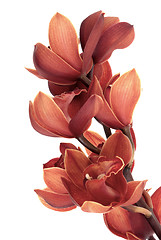 Image showing Pink orchid