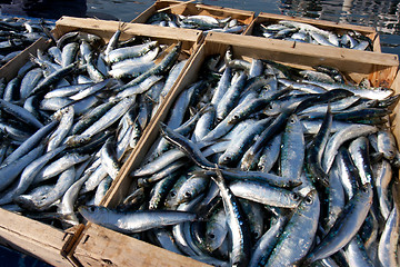 Image showing Crates of sardines 