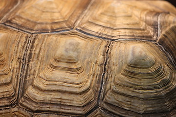 Image showing Turtle Shell