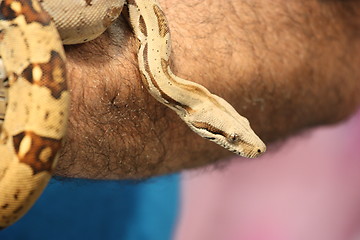 Image showing Snake