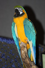 Image showing Parrot