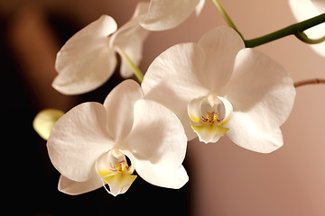 Image showing Orchid