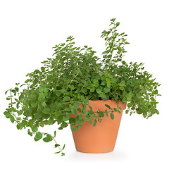 Image showing Oregano Herb Plant