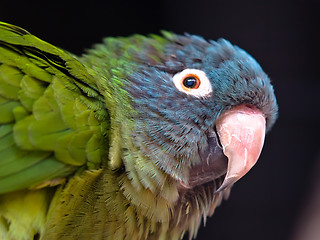 Image showing parrot