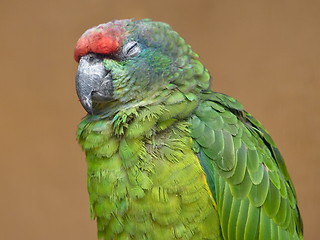 Image showing parrot