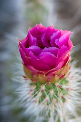 Image showing Pink cactus
