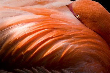 Image showing Watching flamingo