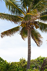 Image showing Tropical Coconut Palm Tree