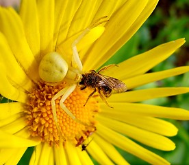 Image showing Spiders meal