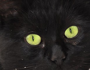 Image showing Black cat green eyes