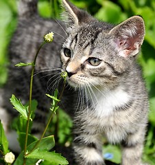 Image showing Kitten smelling the daisies