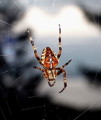 Image showing Spider