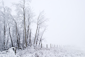 Image showing Prairie Fog