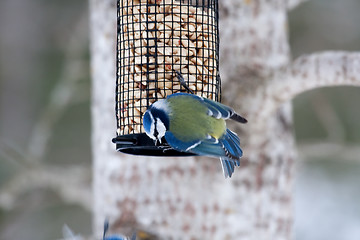 Image showing Blue tit on feeder