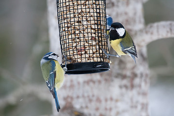 Image showing Feeding birds