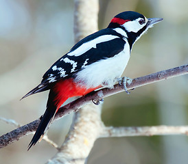 Image showing Great spotted woodpecker