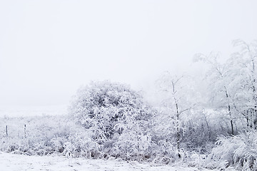 Image showing Prairie Fog