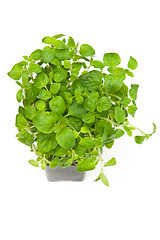 Image showing Oregano