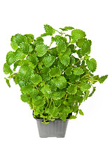 Image showing Lemon balm