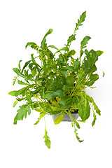 Image showing Arugula