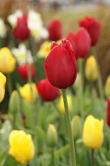 Image showing Red tulip