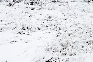 Image showing Snow Grass