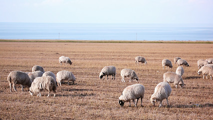 Image showing Sheep on grassland