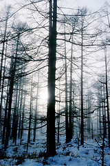 Image showing Landscape of snowy forest in winter morning