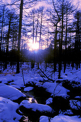 Image showing Landscape of snowy forest in winter morning