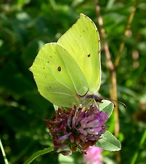 Image showing Yellow butterfly