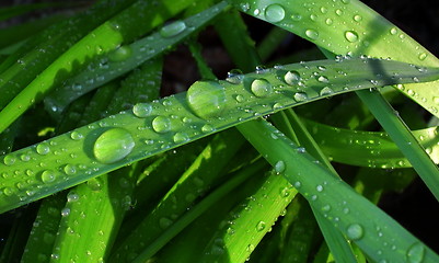 Image showing Green leaf after rain