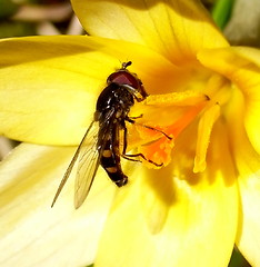 Image showing Hooverfly in crocus