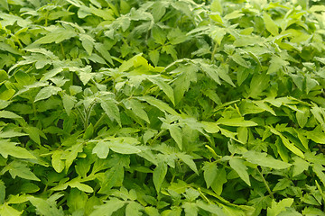 Image showing Young tomato plants