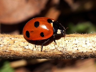 Image showing Ladybird