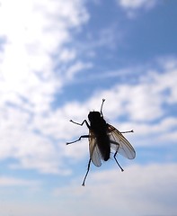 Image showing Fly on window