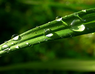 Image showing Raindrops on green leaf