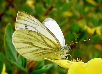 Image showing Butterfly