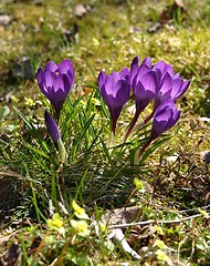 Image showing Crocus