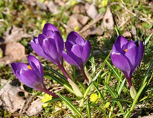 Image showing Crocus