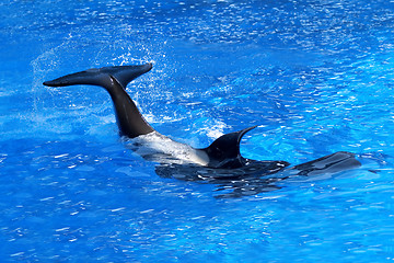 Image showing Killer whale