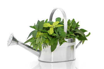 Image showing Fresh Herb Selection