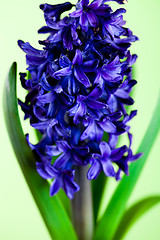 Image showing blue hyacinth 