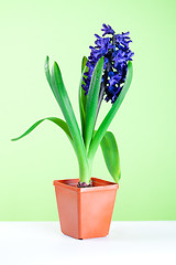 Image showing  hyacinth blossom in pot