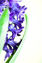 Image showing blue hyacinth 
