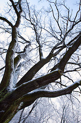 Image showing Tree in frost