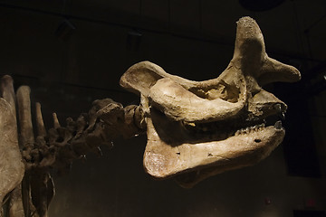 Image showing Dinosaur Skeleton